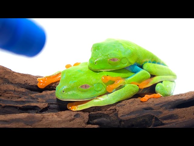 When a frog that has been dried for six months senses moisture