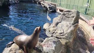 Bird snatches fish from sea lion