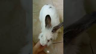 Kenalin ini POPI 🐰 #Shorts #Youtubeshorts #kucinglucu #kucingviral #catlover #trending #viral #fyp