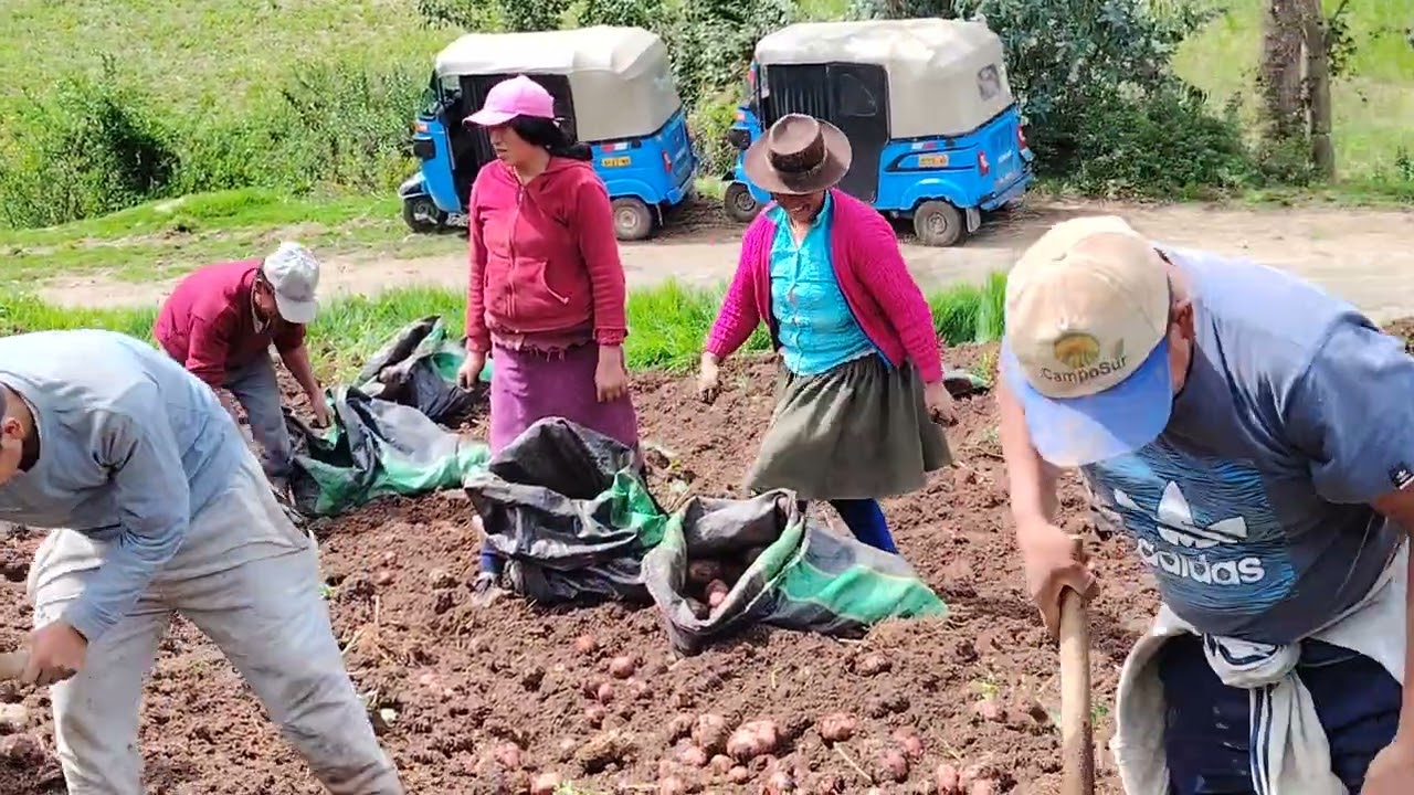 Así cosechan papa en Ccantuyucc,  Andahuaylas 