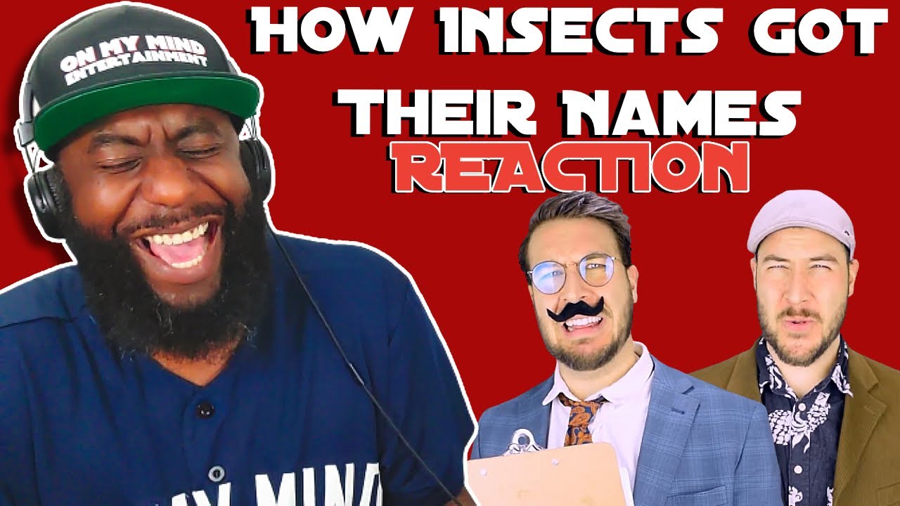 How Insects Got Their Names Reaction