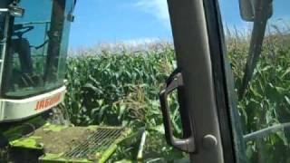 Corn silage 2010