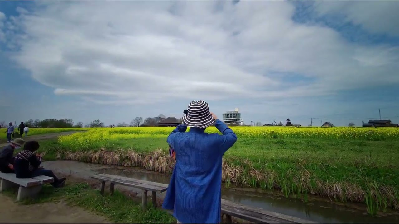 福島潟 菜の花 散歩 22年4月13日 Youtube