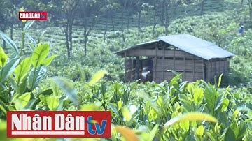 Thảo nguyên xanh Mộc Châu