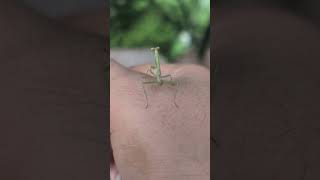Baby Praying Mantis!