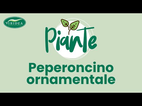 Video: I peperoni ornamentali sono commestibili?