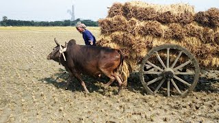 Cow cart heavy paddy load | Self driver coe cart with havy paddy load | Village Agriculture