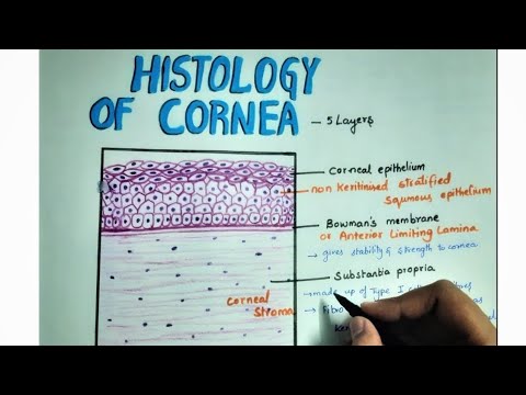 HISTOLOGY OF CORNEA || Easy Hand Drawn Explanation || MBBS | BDS || Layers || Functions