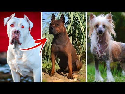 Vídeo: Top 10 cães hipoalergênicos sem espirros