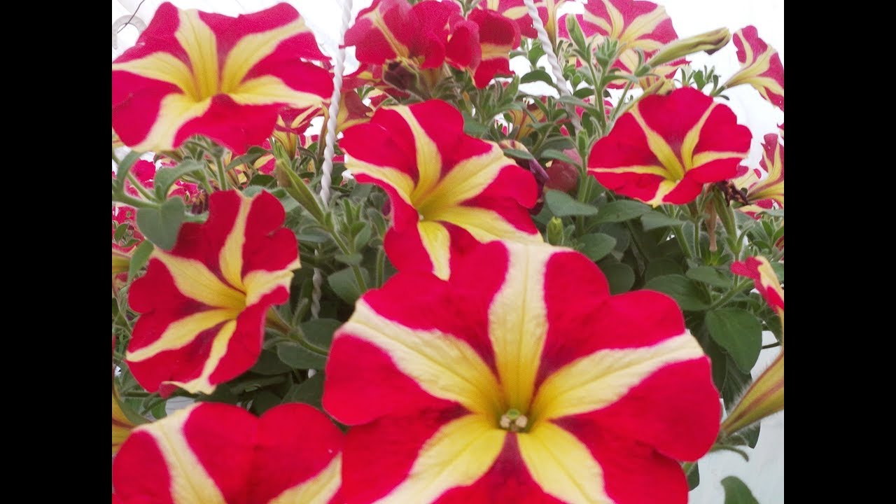 КАКИЕ УДОБРЕНИЯ НУЖНЫ ДЛЯ ВЫРАЩИВАНИЯ АМПЕЛЬНОЙ ПЕТУНИИ ОТ ЧЕРЕНКА ДО ВЗРОСЛОГО РАСТЕНИЯ?