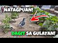 NAKAPULOT AKO NG KALAPATI 🤣 #kalapati #racingpigeon  #pigeon