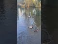 35 seconds of the lake’s evening song. 🦆