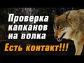 Проверка капканов на волка. Подробно где и как установить капканы. Пойманы 2 волка.