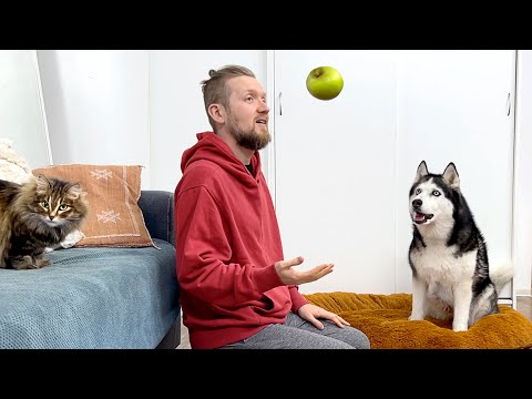 Video: Team BarkBox: Våre første hundene