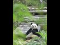 🐼I just want to quietly watch a giant #panda eat.😌
