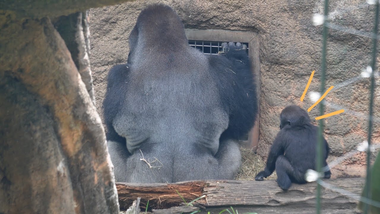 Детеныш гориллы Сумомо играет за отцом Хаоко | Семья горилл Хаоко