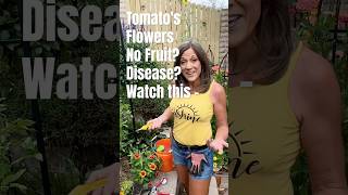 Tomatos-Disease, No Fruit?  Watch this!