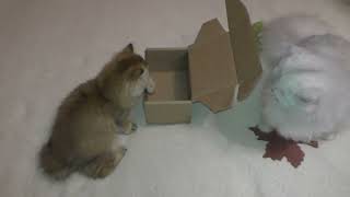 Кошки и новая коробка