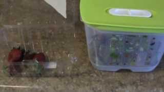 Tupperware FridgeSmart