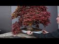 Maple Bonsai inspiration