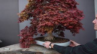 Maple Bonsai inspiration