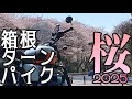 【桜並木ツーリング】春の箱根ターンパイク　桜並木通り抜け　全線走行動画