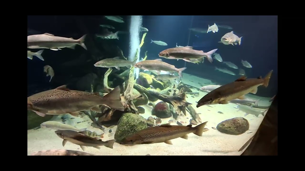 Ozeaneum Stralsund 2025