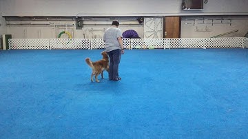 RA290 3.8 Demo Halt 180 Pivot Left Halt