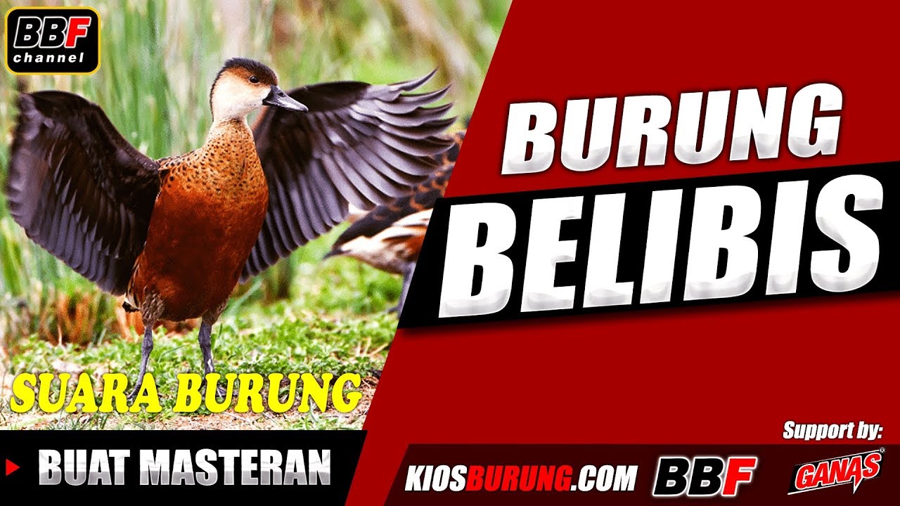 Burung Belibis Untuk Masteran Kiosburung