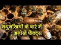 मधुमखियों के चौंकाने वाले तथ्य || Honey Bee Amazing Facts