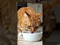 cat 🐈🐈ai #animals #viral#youtubeshorts #viralshorts
