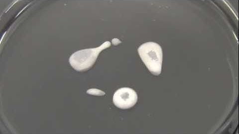Blob Motility II - COLONY