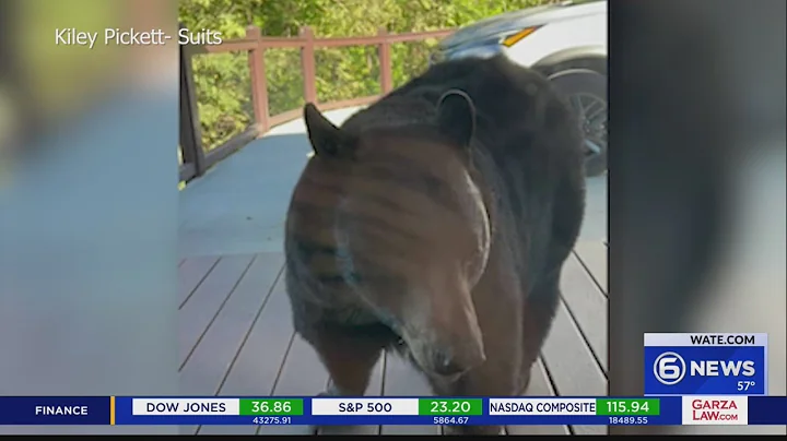 Visiting family comes face to face with bear inside Gatlinburg cabin