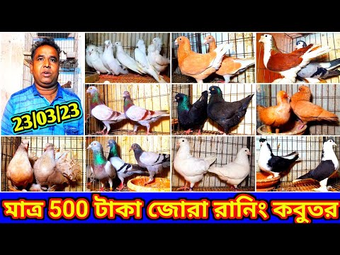 সজিব ভাই থেকে ৫০০ টাকা জোরা করে রানিং ডিম বাচ্চা করা কবুতর কিনুন | কমদামে কবুতর বিক্রি হবে