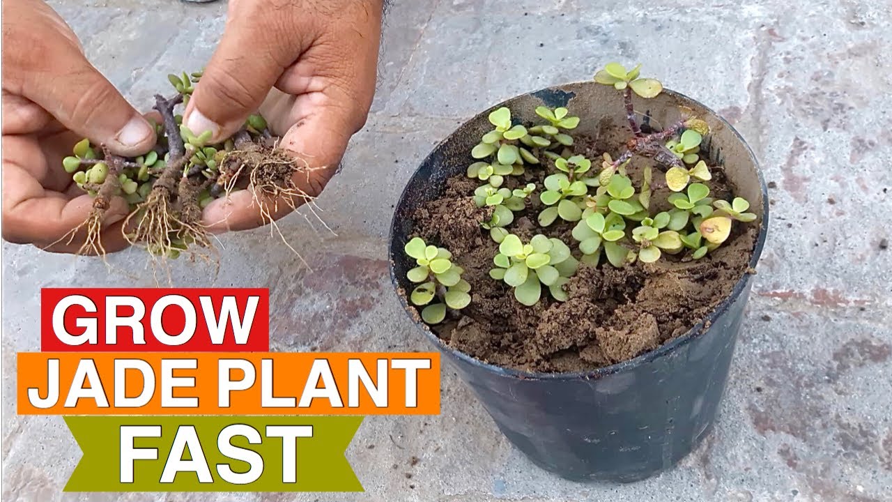 How to grow Jade Plant from Leaf / Cutting Very Easy YouTube