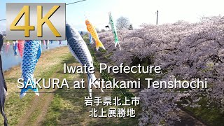 4K Iwate Prefecture SAKURA at Kitakami Tenshochi 岩手県 北上展勝地