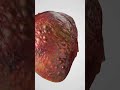 3 Храни Които Трябва Да Избягвате За Здрав Черен Дроб Нездравословни Храни Shorts 3 Храни Които Трябва Да Избягвате За Здрав Черен Дроб Нездравословни Храни Shorts