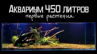 Растения в аквариуме 450 литров Растения в аквариуме 450 литров