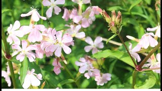 La saponaire officinale