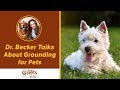 Dr. Becker Talks About Grounding for Pets
