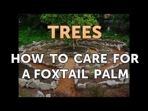 How to Care for a Foxtail Palm