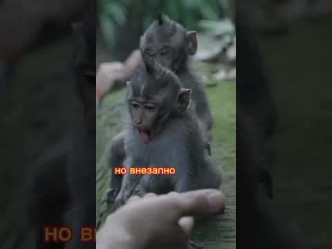 Почему Греки ненавидят обезьян? #история #греция #обезьяны