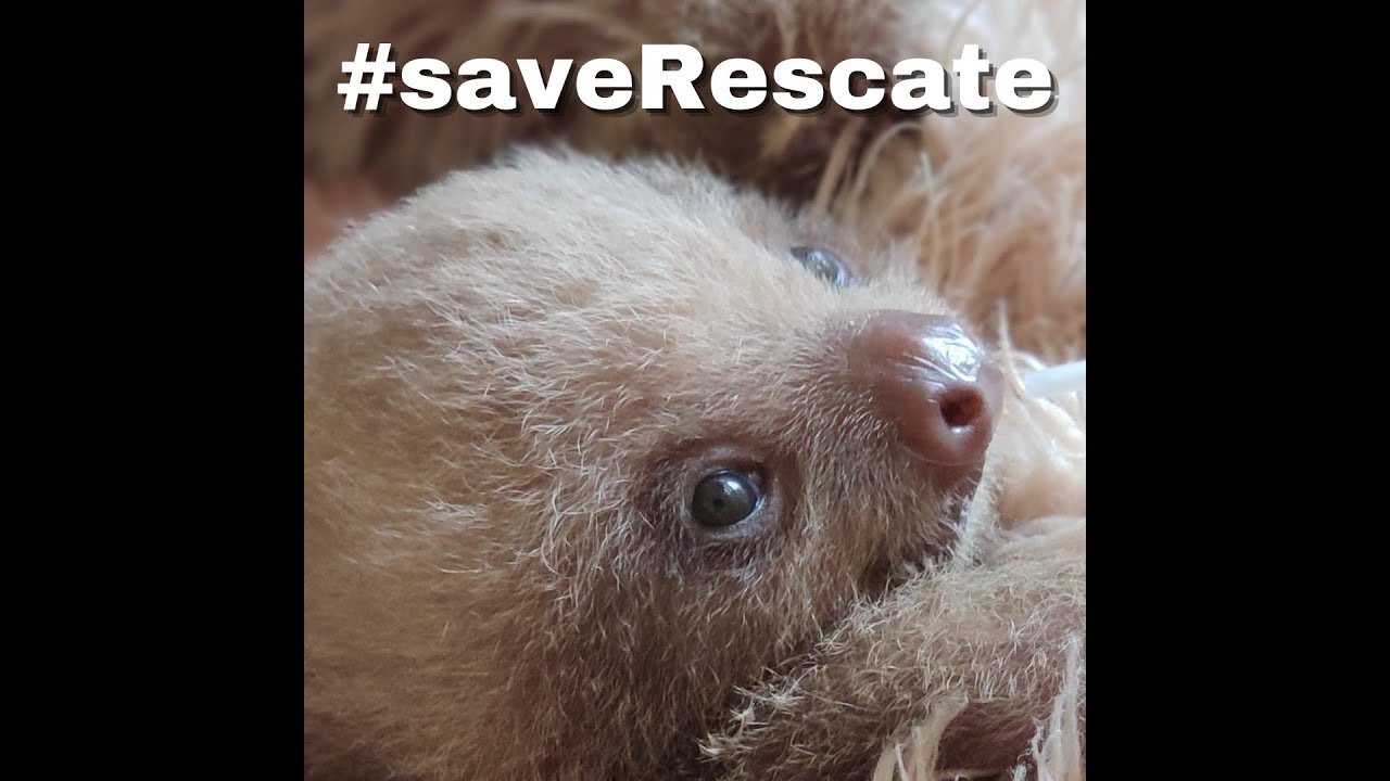 Wildlife Center Rescue - YouTube
