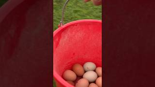 A simple morning doing chicken chores.