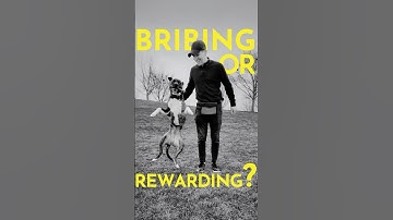 What is the difference between positive reinforcement and bribing?  #dogtraining #puppytraining