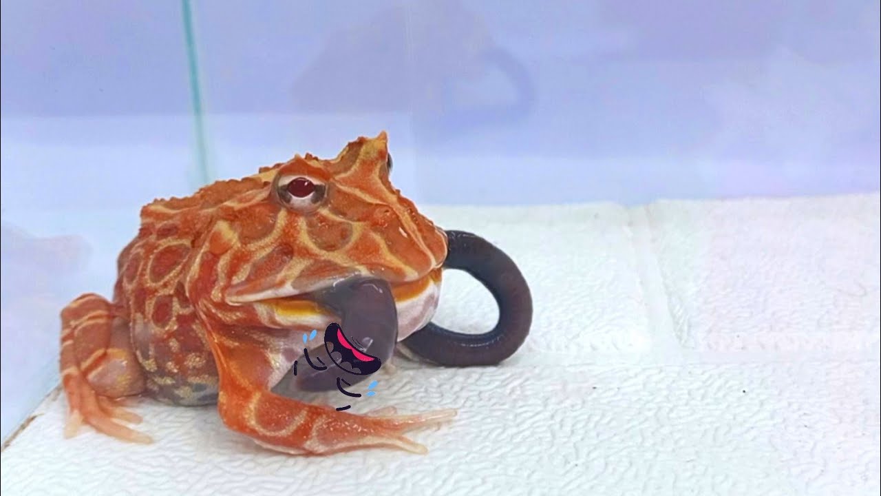 He Wants New Menu Pacman Frog Eats Worm Pacman Frog Eats Fosh YouTube