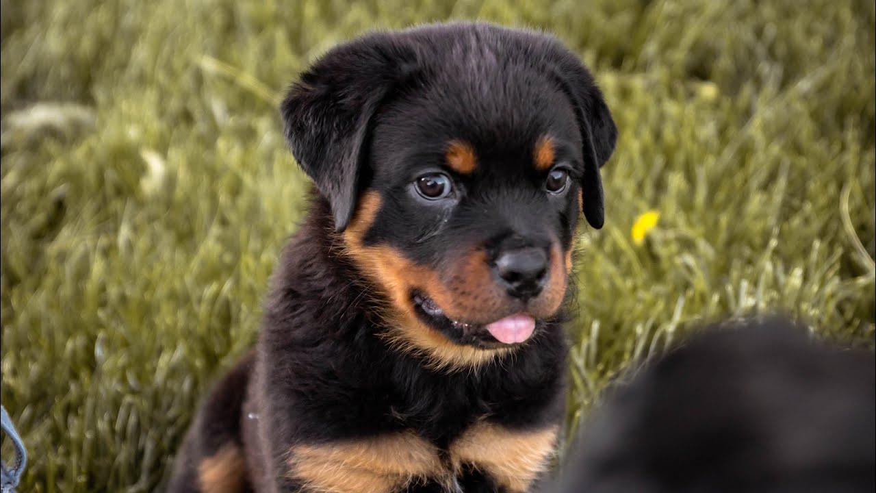Puppy goes on his first walk ever!