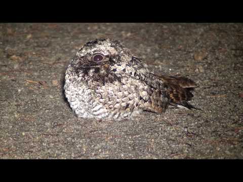 Common Poorwill by Khanh Tran (ktbirding.com)