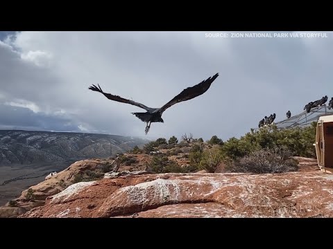 Watch this: Condor’s majestic flight into the wild