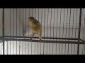 Masteran Dasar Murai Batu Part Kenari Loper Juara Jamin Ngisi Mp3 - Mp4 Download